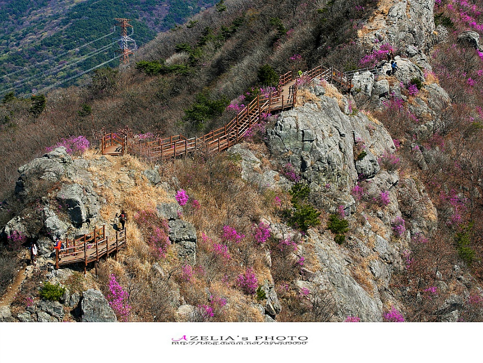 경남 진해 산행(1부)/장복산(덕주봉)&산벚꽃.진달래 핀 멋진 능선길을 따라서 .. 【19년3월31일】 