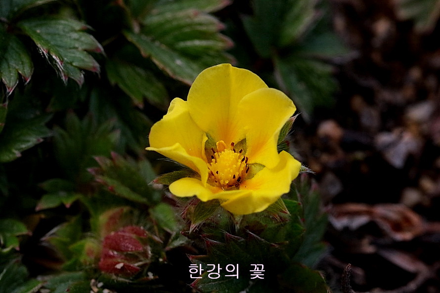 제주양지꽃(제주소시랑개비) 