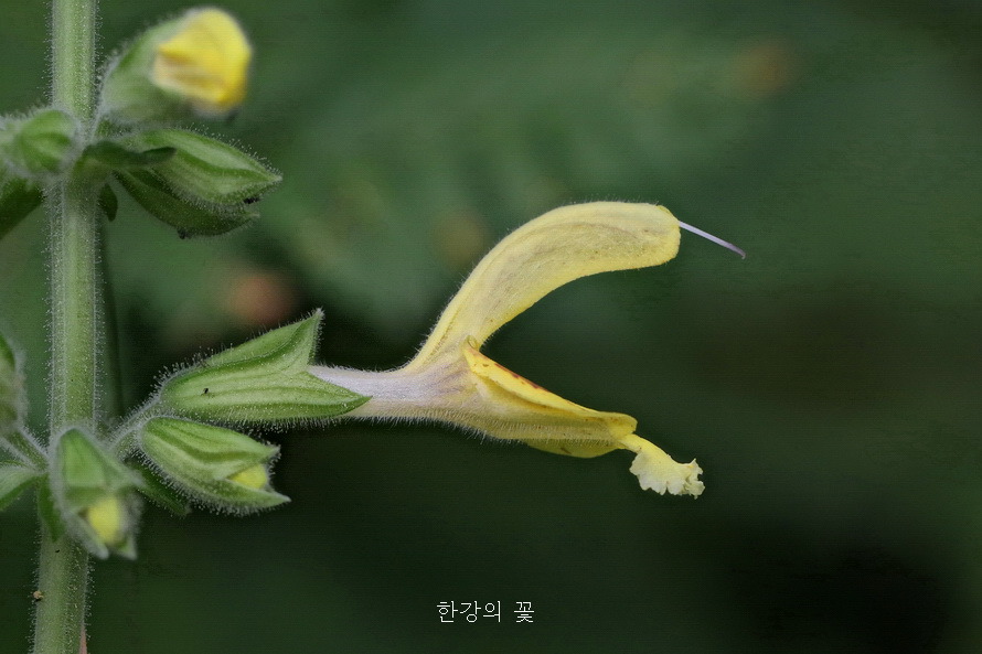 셀비어 글루티노사(Salvia glutinosa)