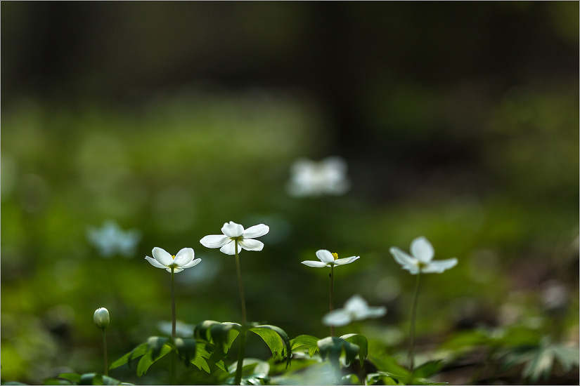 [기억 속에 남을 시간들2-홀아비바람꽃]