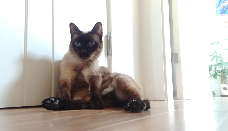 엉망이는 종량제냥이입니다.