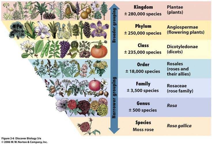 plant-classification