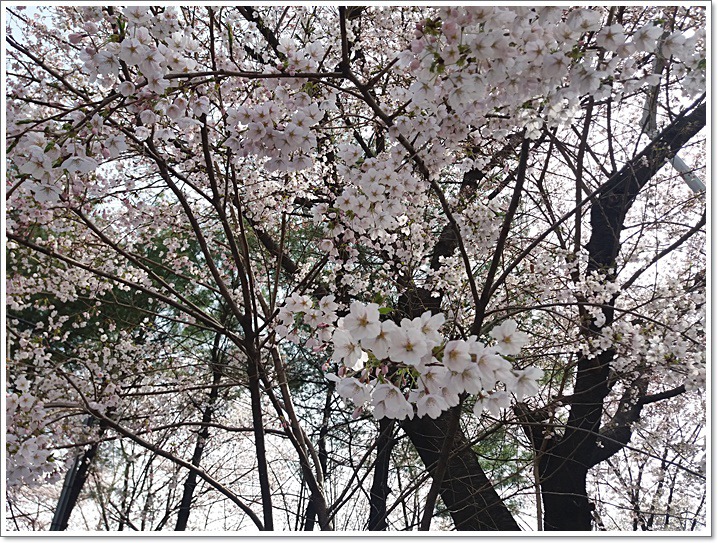 우리동네도 꽃동산