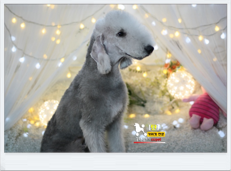 대전 베들링턴 테리어(Bedlington Terrier) 애견미용 #꿈꾸는강아지