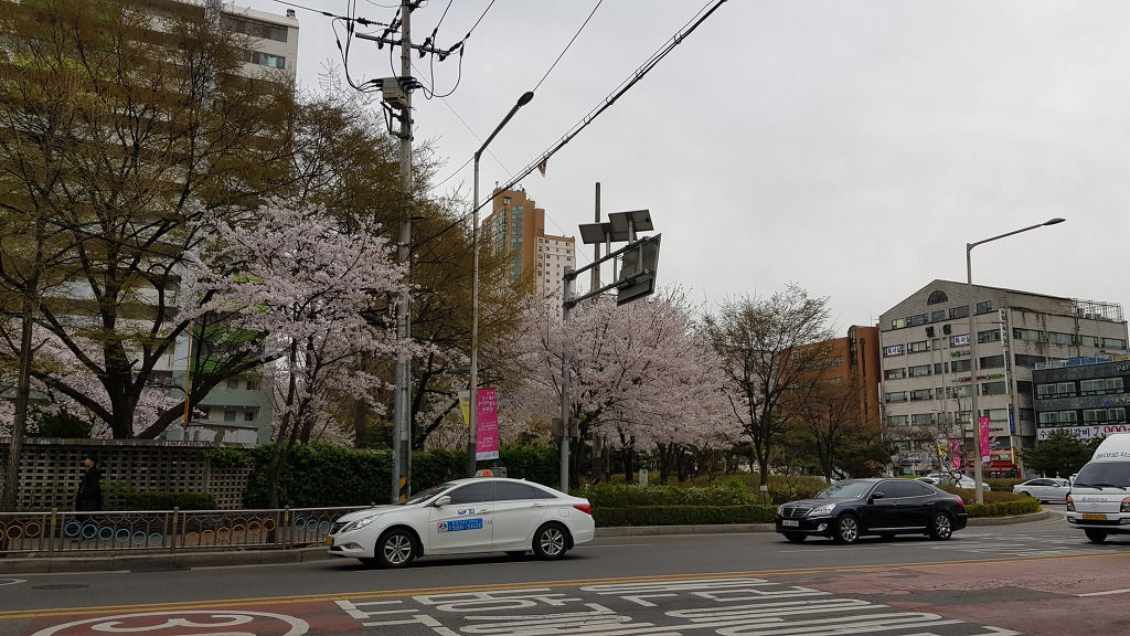 벚꽃이 한창이네!