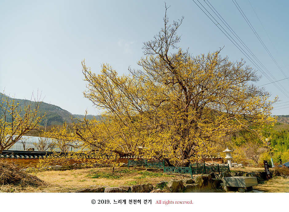 구례 현천마을의 노란 봄빛과 천년의 나무 계척마을 산수유시목지
