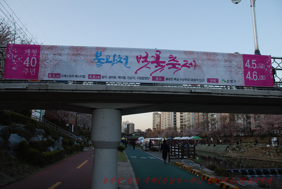 2019. 불광천 벚꽃축제(4월 5일~4월 6일까지 이틀간)