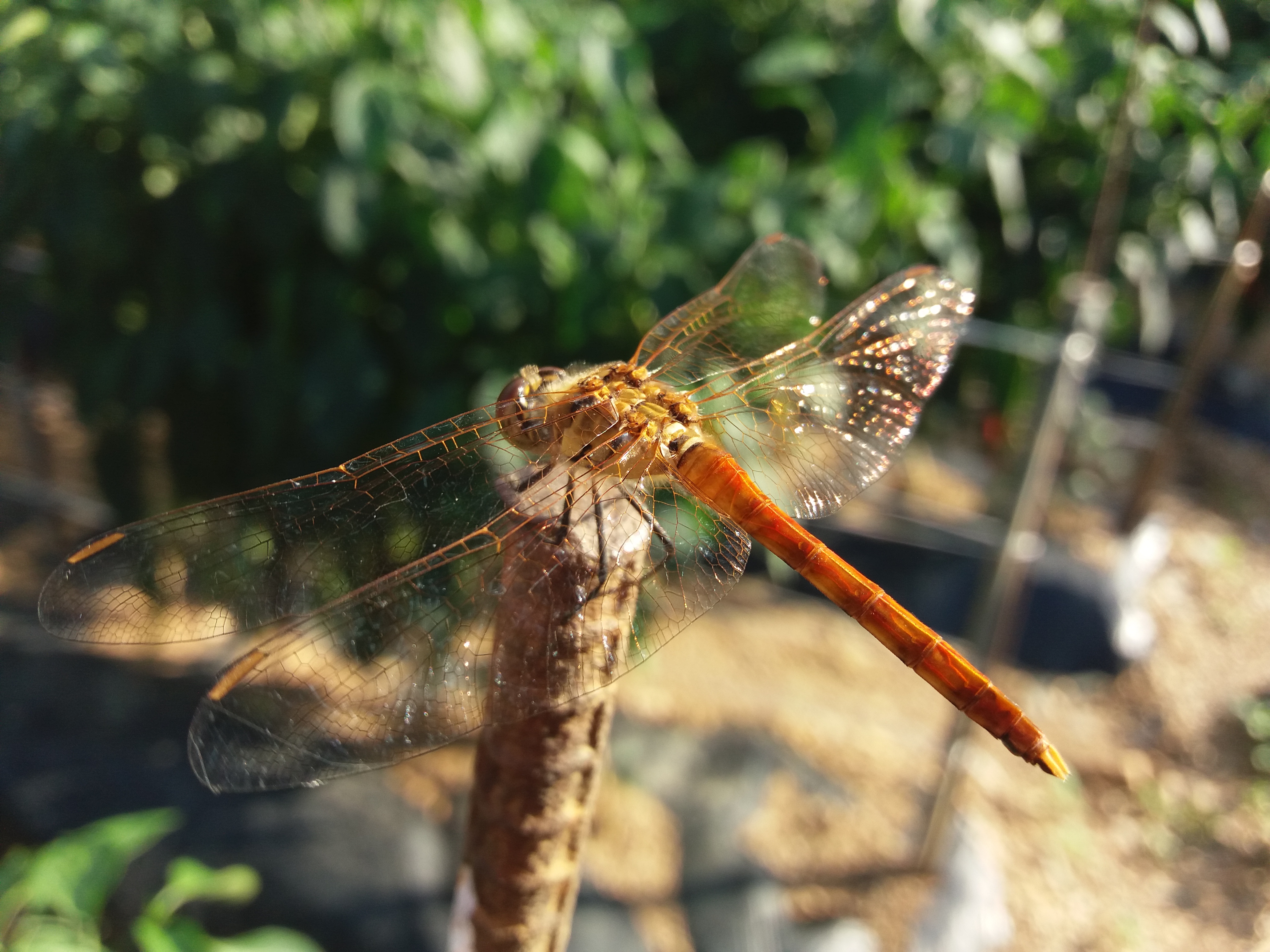 a dragonfly